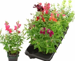 Lejongap lat. Antirrhinum majus