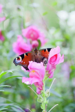 Lejongap lat. Antirrhinum majus