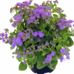 Leverbalsam lat. Ageratum houstonianum