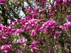Liljemagnolia 'Nigra'