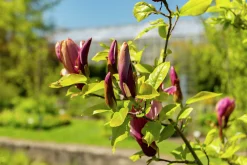 Liljemagnolia 'Nigra'
