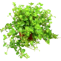 Linspeperomia lat. Peperomia rotundifolia