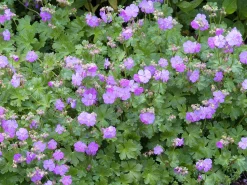 Liten flocknäva 'Karmina'