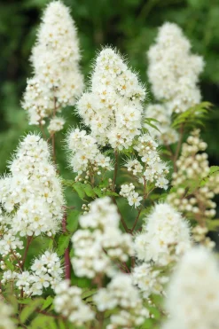 Liten rönnspirea 'Maia' Certifierad Krukodlad