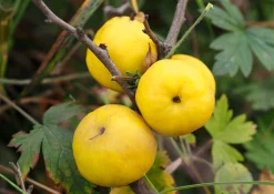 Liten Rosenkvitten 'Balsgård Rondo®'