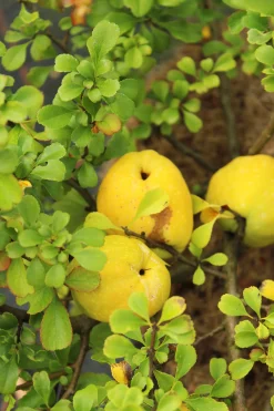 Liten Rosenkvitten 'Balsgård Rondo®'