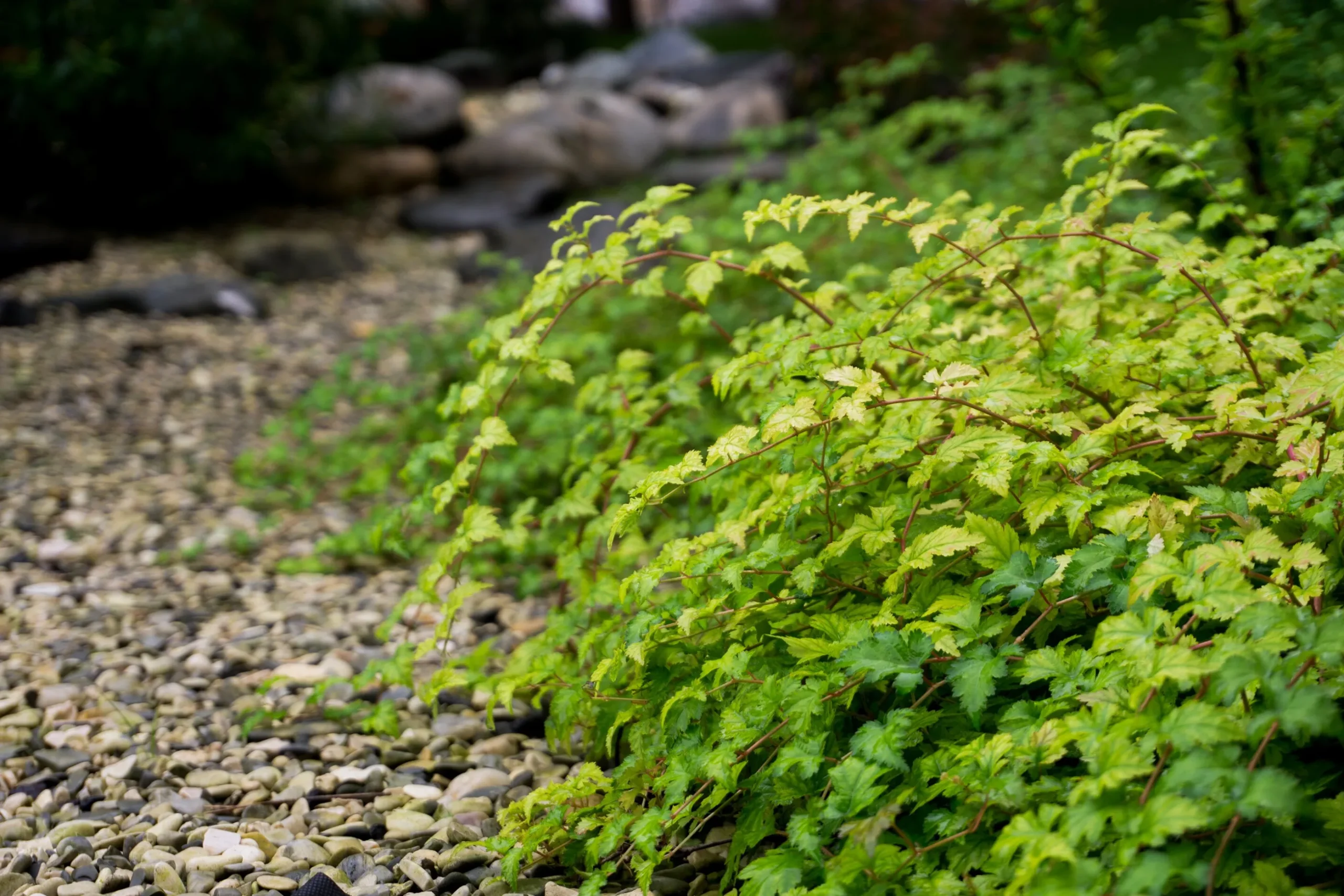 Liten Stefanandra 'Crispa' Barrotad