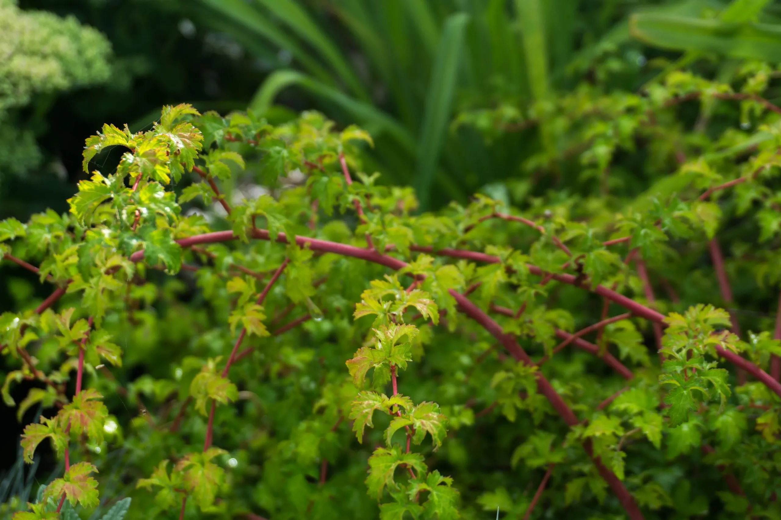 Liten Stefanandra 'Crispa' Barrotad