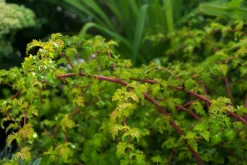 Liten Stefanandra 'Crispa' Krukodlad