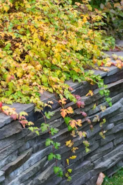 Liten Stefanandra 'Crispa' Krukodlad