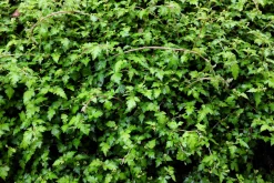 Liten Stefanandra 'Crispa' Krukodlad