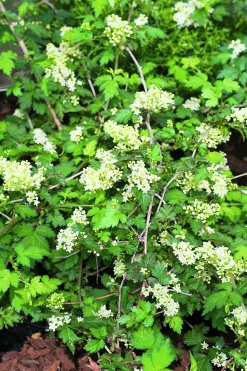 Liten Stefanandra 'Crispa' Krukodlad