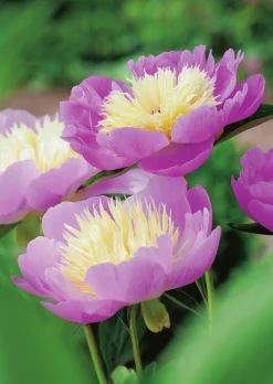 Luktpion 'Bowl of Beauty'