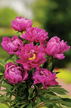 Luktpion 'Karl Rosenfield'