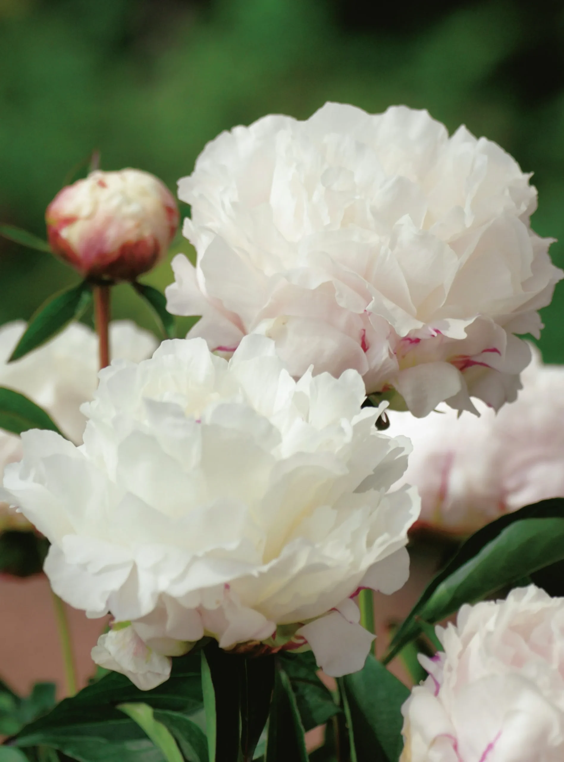 Luktpion 'Shirley Temple'