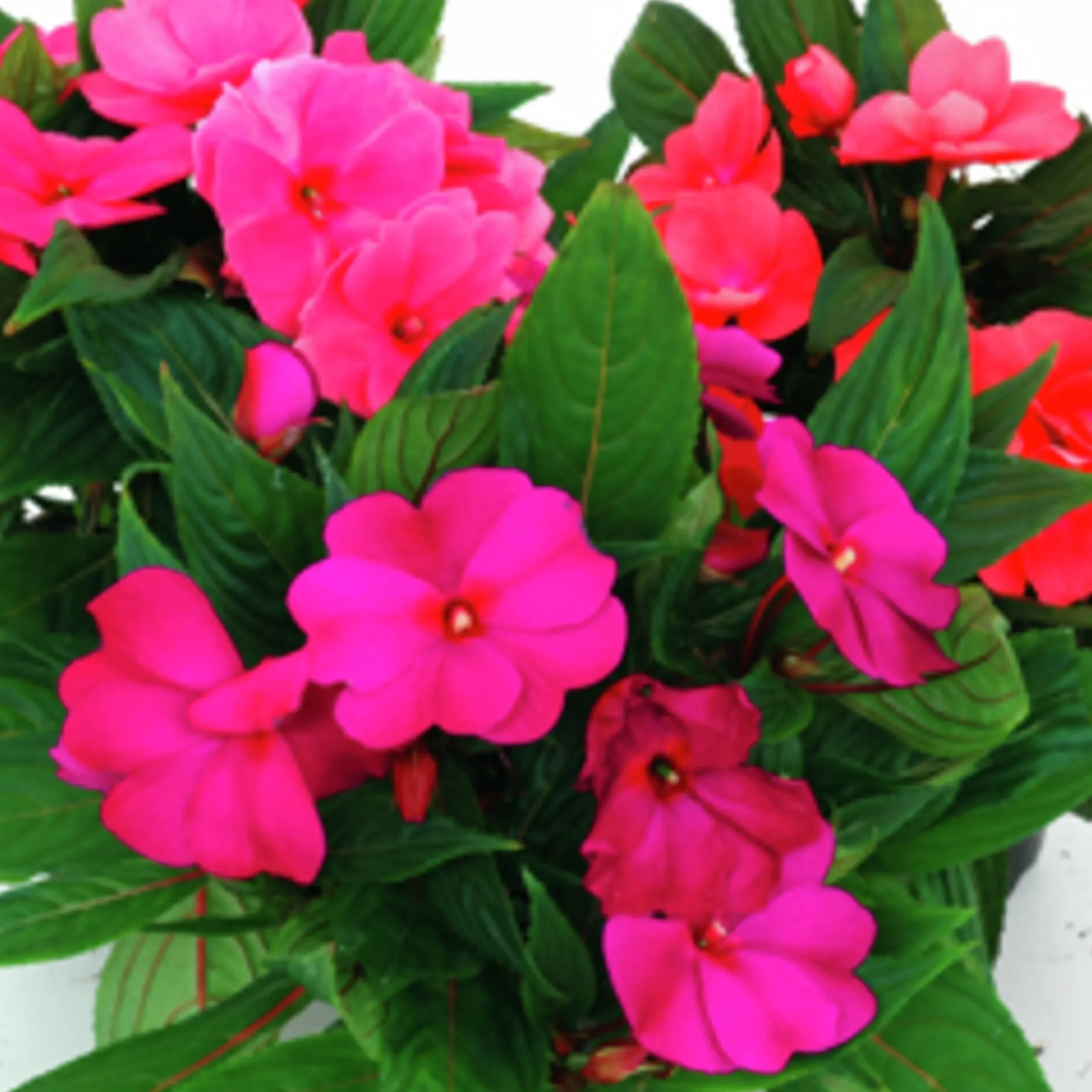 Lyckliga Lotta lat. Impatiens hawkeri