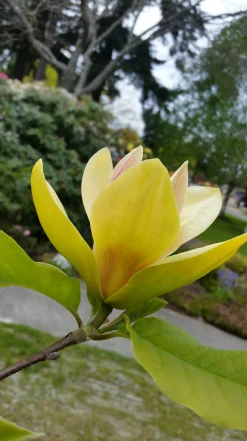 Magnolia 'Sunsation'