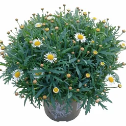 Margerit Busk 19cm