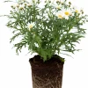 Margerit lat. Argyranthemum frut. ssp foeniculaceum Småblom