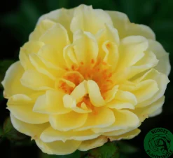 Marktäckande Ros 'Golden Cover' 'Poulgode' Barrotad