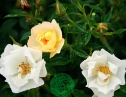 Marktäckande Ros 'Sun Cover' 'Poulurt' Barrotad