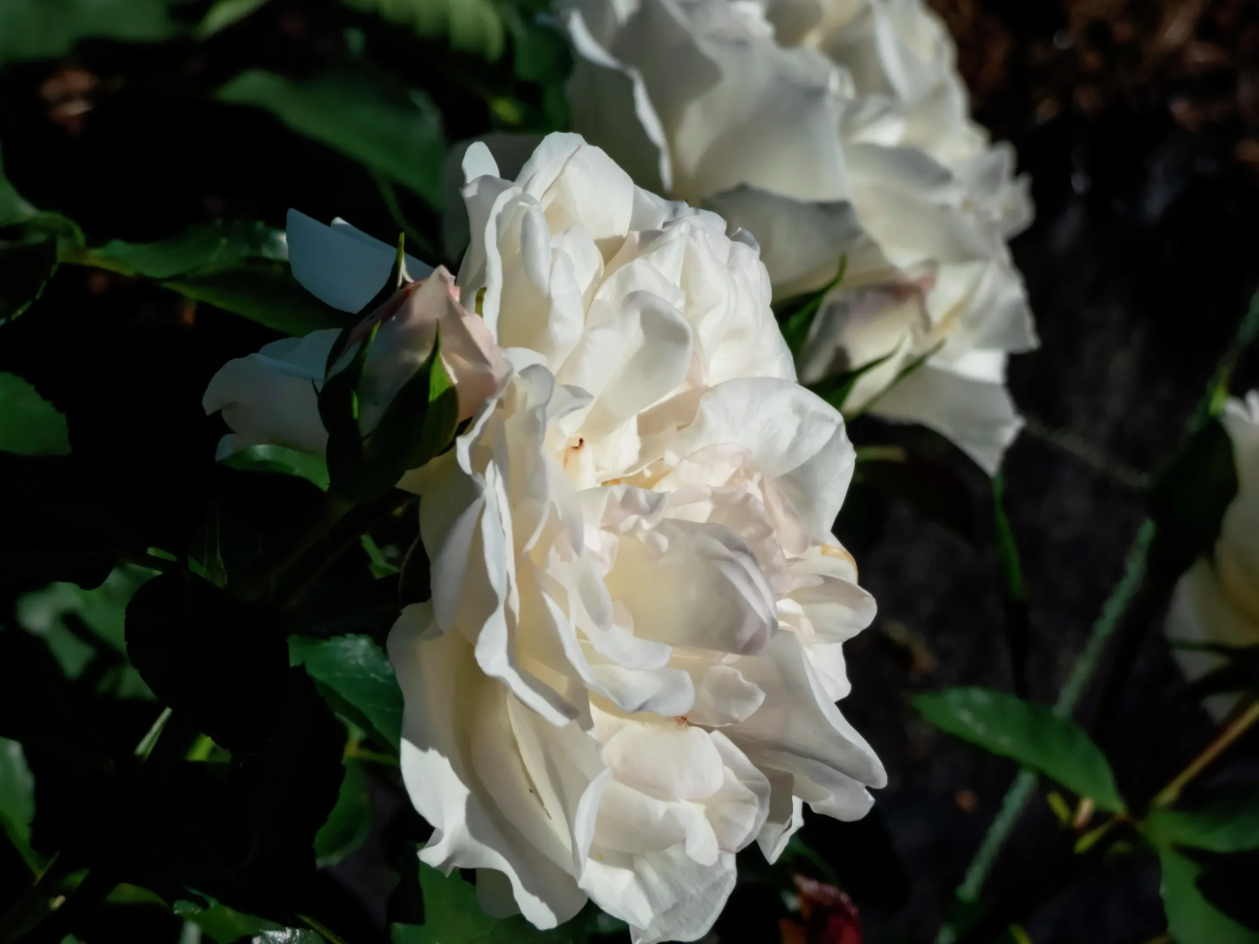 Marktäckande Ros 'White Meidiland' 'Meicoublan' Barrotad