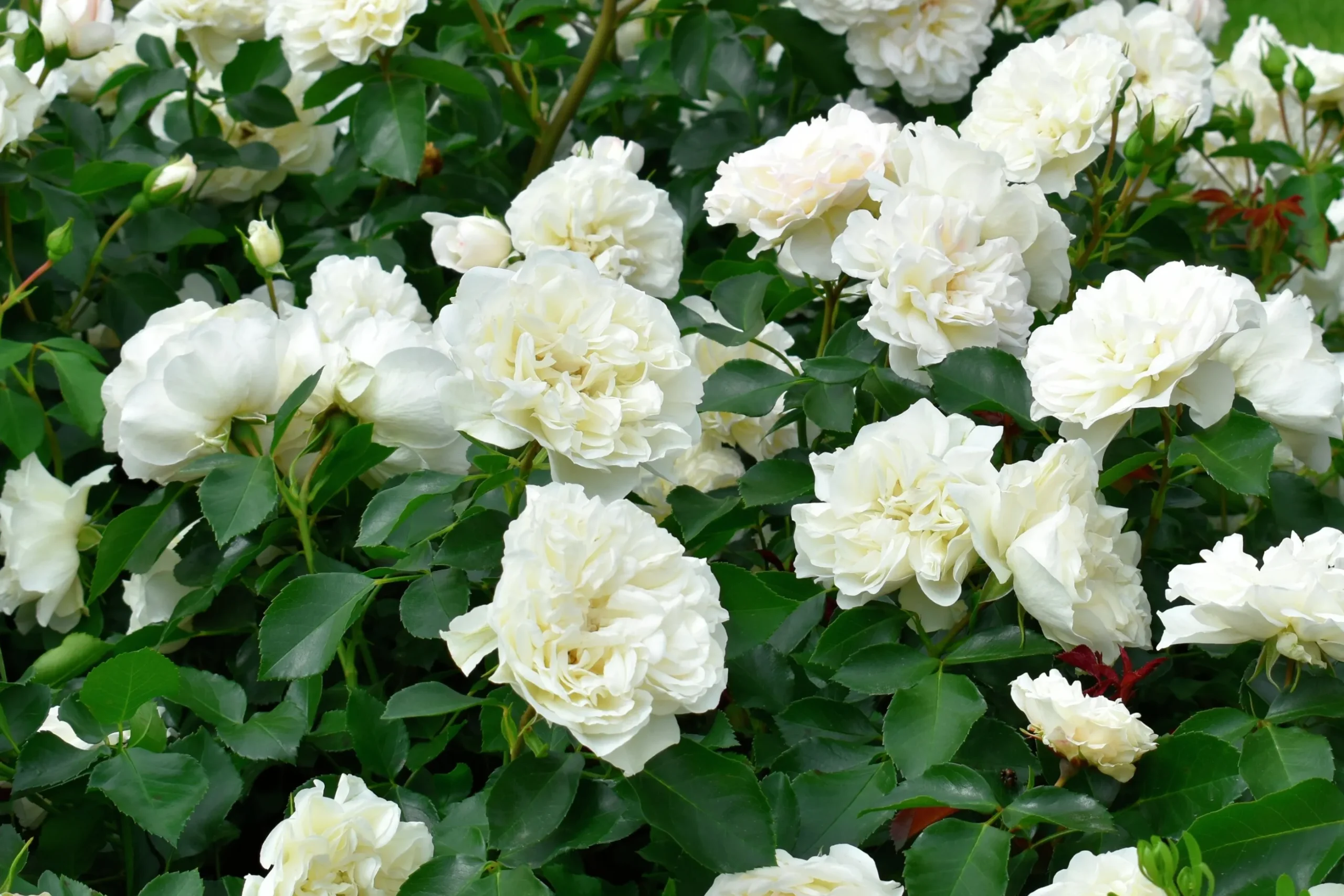 Marktäckande Ros 'White Meidiland' 'Meicoublan' Barrotad