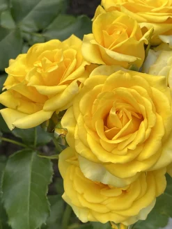 Marktäckande Ros 'Yellow Fairy' 'Poulfair' Barrotad