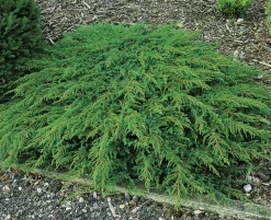 Matt-en 'Green Carpet' Krukodlad