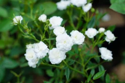 Miniatyrros 'White Fairy' Barrotad
