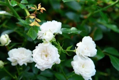 Miniatyrros 'White Fairy' Barrotad
