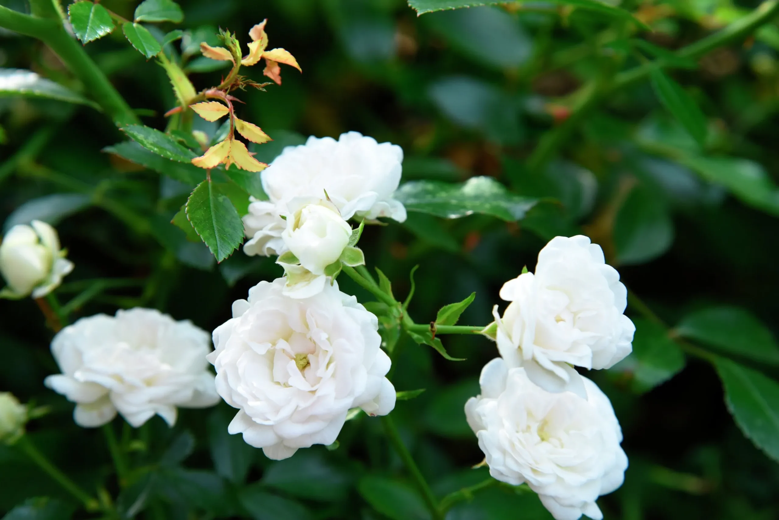 Miniatyrros 'White Fairy' Barrotad