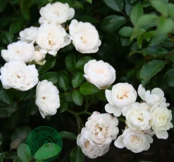 Miniatyrros 'White Fairy' Barrotad