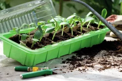 Minidrivhus Nelson Garden Window Grön 47x16cm