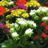 Miniväxter Blommande 6cm kruka