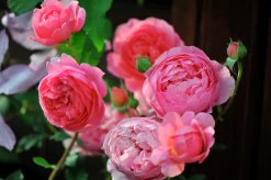 Modern buskros 'Boscobel' 'Auscousin' Barrotad