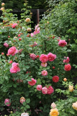 Modern buskros 'Boscobel' 'Auscousin' Barrotad