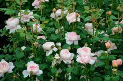 Modern buskros 'Queen of Sweden' 'Austiger' Barrotad