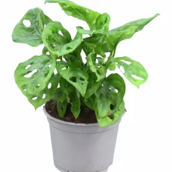Monstera Andansonii 12cm