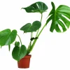 Monstera lat. Monstera deliciosa i 21cm kruka