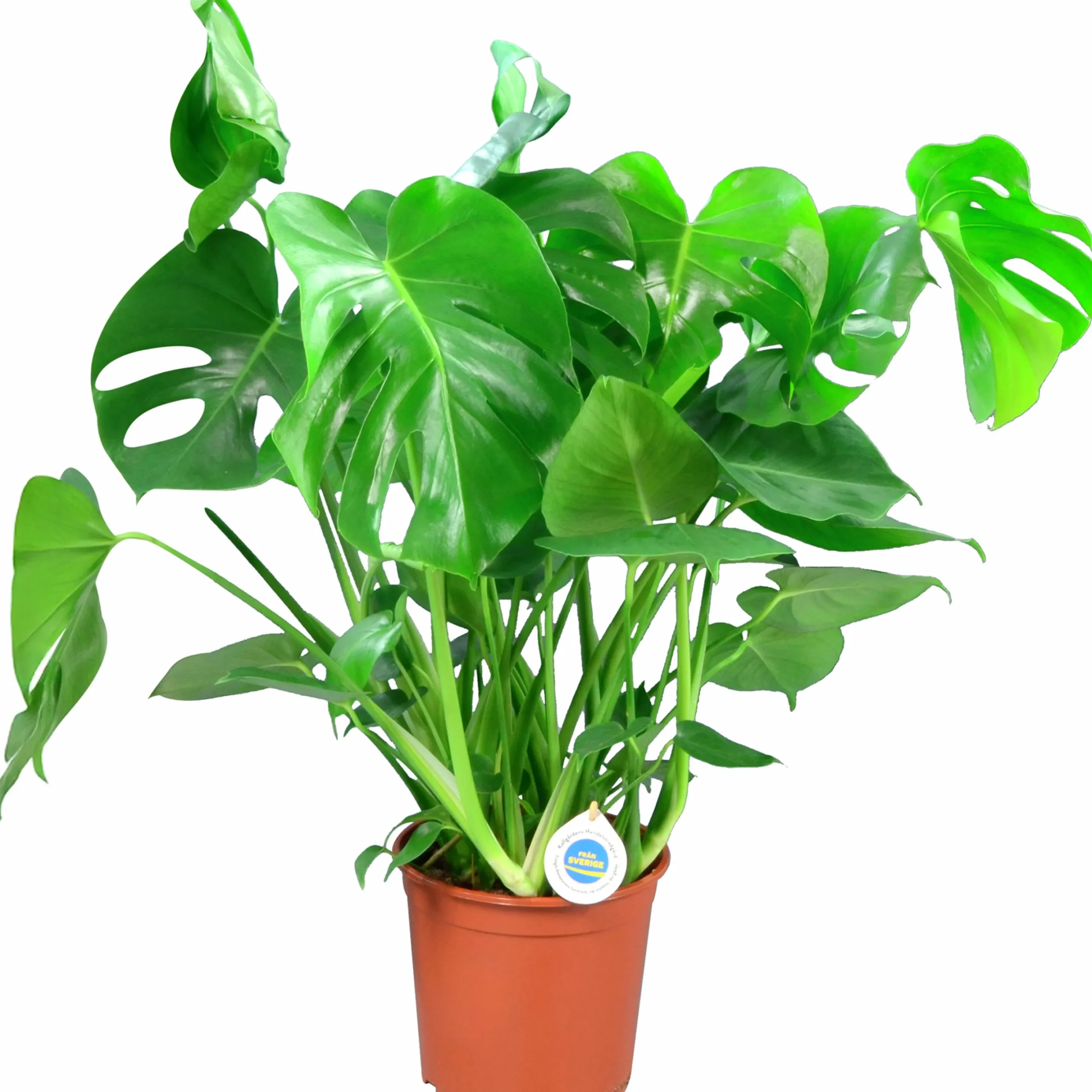Monstera lat. Monstera deliciosa i 21cm kruka