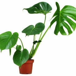 Monstera Mix