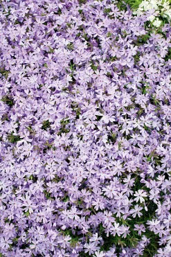 Mossflox 'Emerald Cushion Blue'