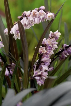 Mörkt Ormskägg 'Nigrescens' syn. 'Kokuryu' 2L
