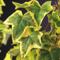 Murgröna 'Goldchild'