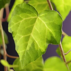 Murgröna Kaukasisk 'Sulphur Heart'