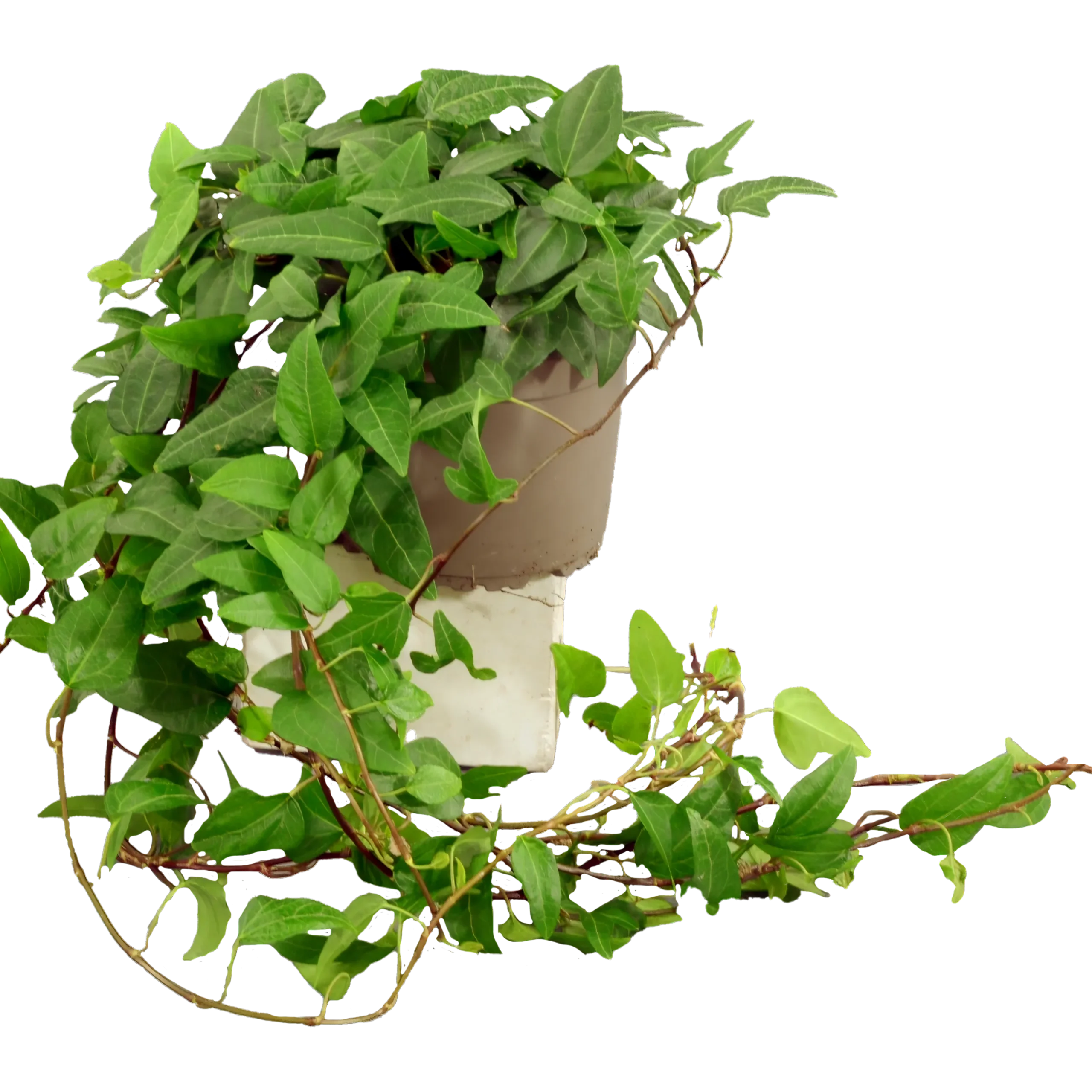 Murgröna lat. Hedera helix Långa Rankor