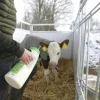 Nappflaska Shoof till kalv Speedy Feeder 2,5L