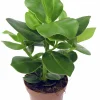 Narrfikus Clusia 'Princess' 12cm kruka