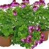Änglapelargon / Pensepelargon lat. Pelargonium 'Tip Top'